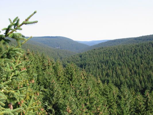 Lange Bramke nach Osten: Nach dem Kahlschlag 1948 wurde das gesamte Einzugsgebiet der Langen Bramke mit Fichten aufgeforstet. Dies ist bereits die vierte Fichtengeneration in ununterbrochener Folge im dem natürlicherweise mit Buchen bewachsenem Gebiet (Foto H. Meesenburg)